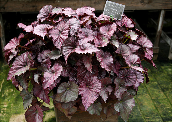 B. ‘June Red’
